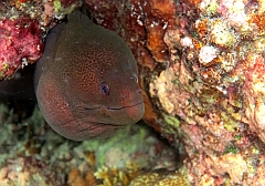 IMG_1444rf_Maldives_Madoogali_House reef_Murene javanaise_Gymnothorax javanicus